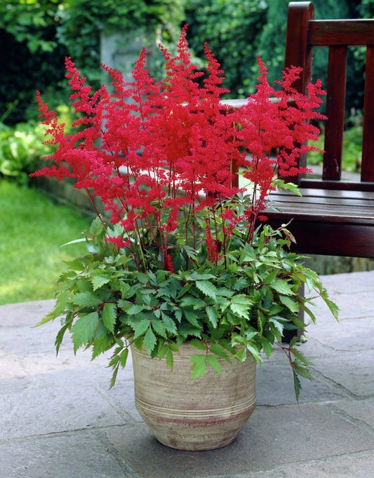 Astilbe Plants in 1L Pot
