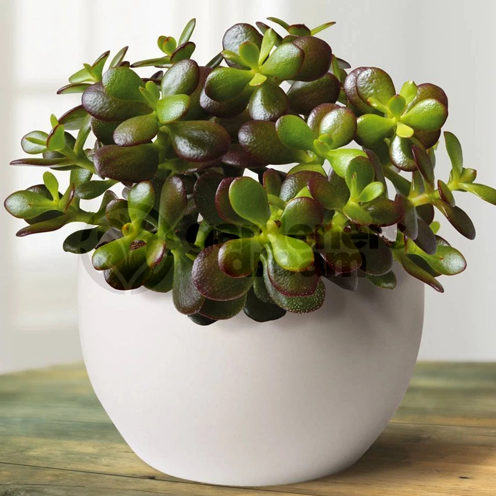 Crassula Ovata - 1 Plant - House / Office Live Indoor Pot Money Penny Tree