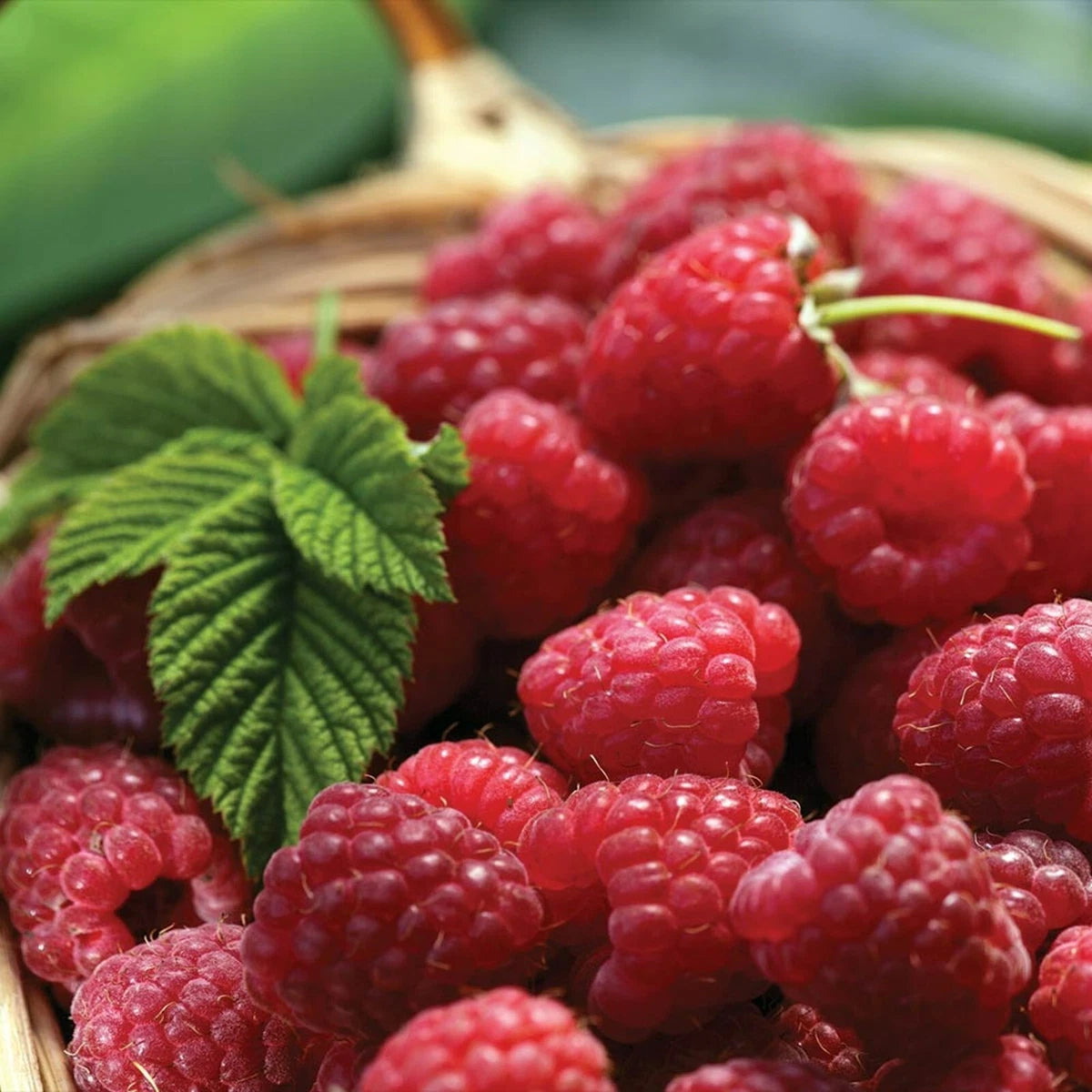 Raspberry Tulameen Plants 2 x 9cm Pots - High Yielding OutdoorRubus Fruit Bushes