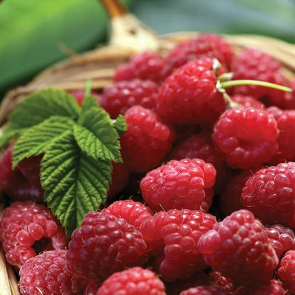 Raspberry Tulameen Plants 2 x 9cm Pots - High Yielding OutdoorRubus Fruit Bushes