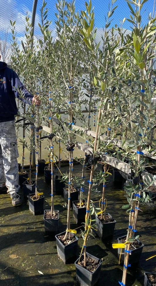 Olea Europaea Olive Tree 5ft Tall Supplied in a 3/4 Litre Pot