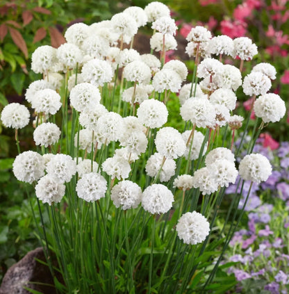 Armeria plug plants Rooted garden white flowers evergreen hardy sea thrift, pack of 3