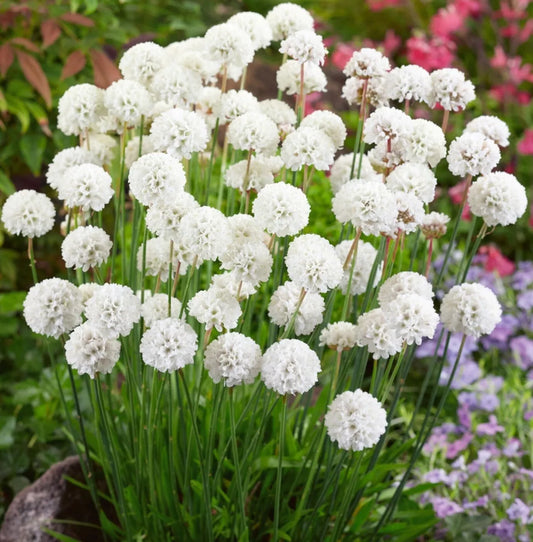 Armeria plug plants Rooted garden white flowers evergreen hardy sea thrift, pack of 3