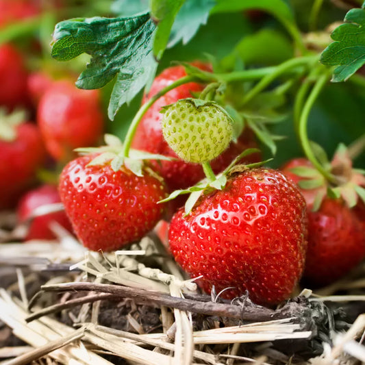 Strawberry Cambridge Favourite Fruit Bush - Pack x 20 Runners to Grow Your Own