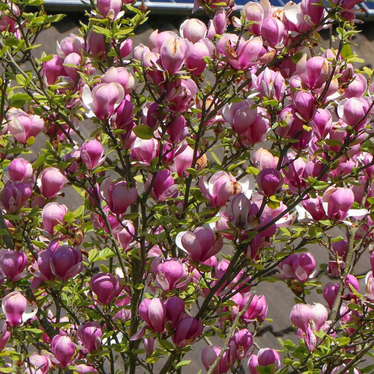Magnolia Lennei - Spring Flowering Tulip Magnolia 9cm pot Plants Outdoor Garden Ready