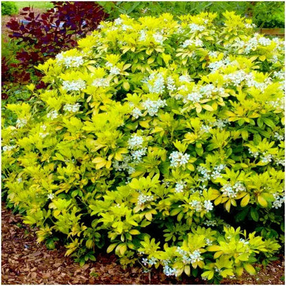 Pair of Choisya Mexican Orange 'Sundance' | Multi-Pack | Pot Plants | Shrubs