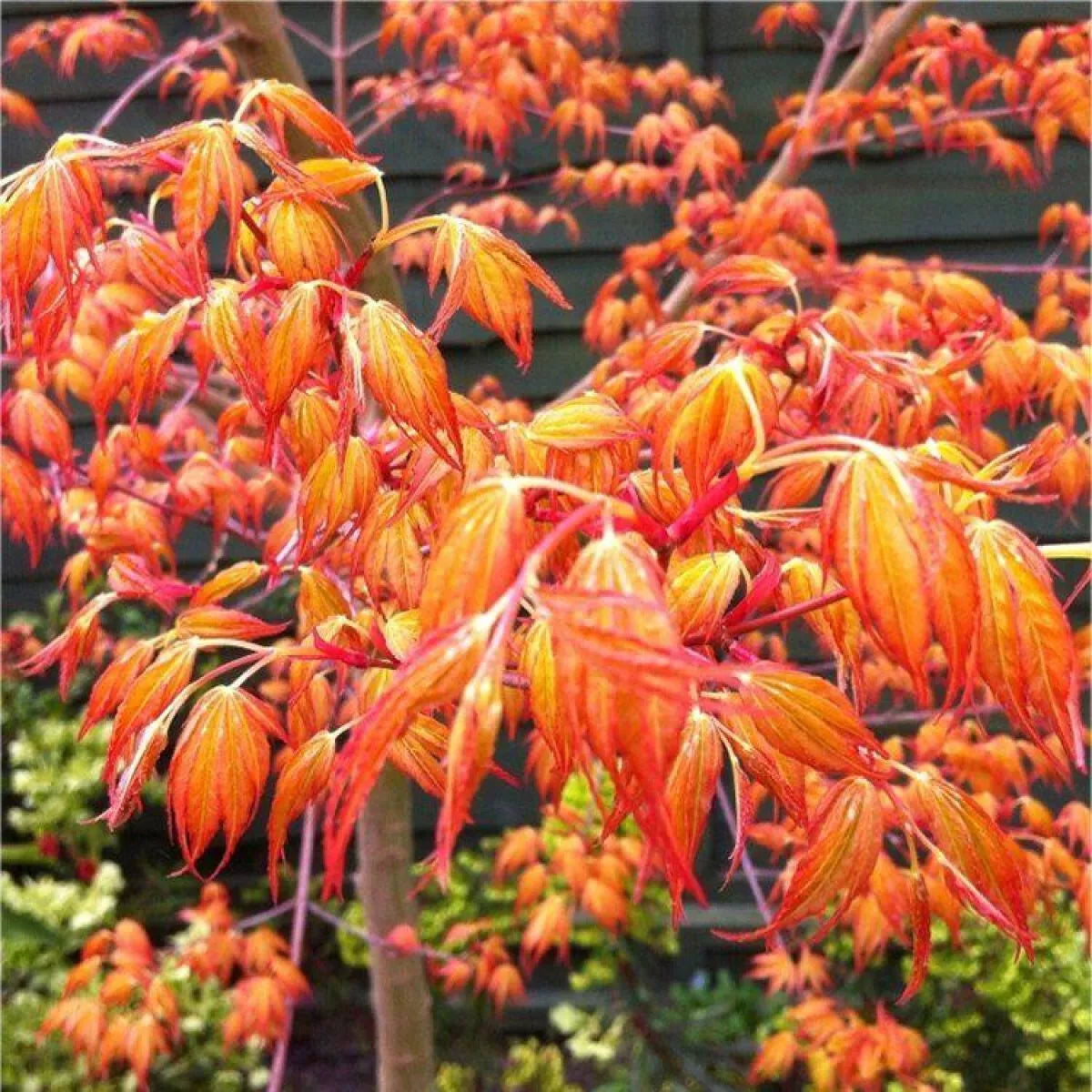 Acer Plant Japanese Maple Palmatum Katsura Garden Tree Shrub 40-50cm