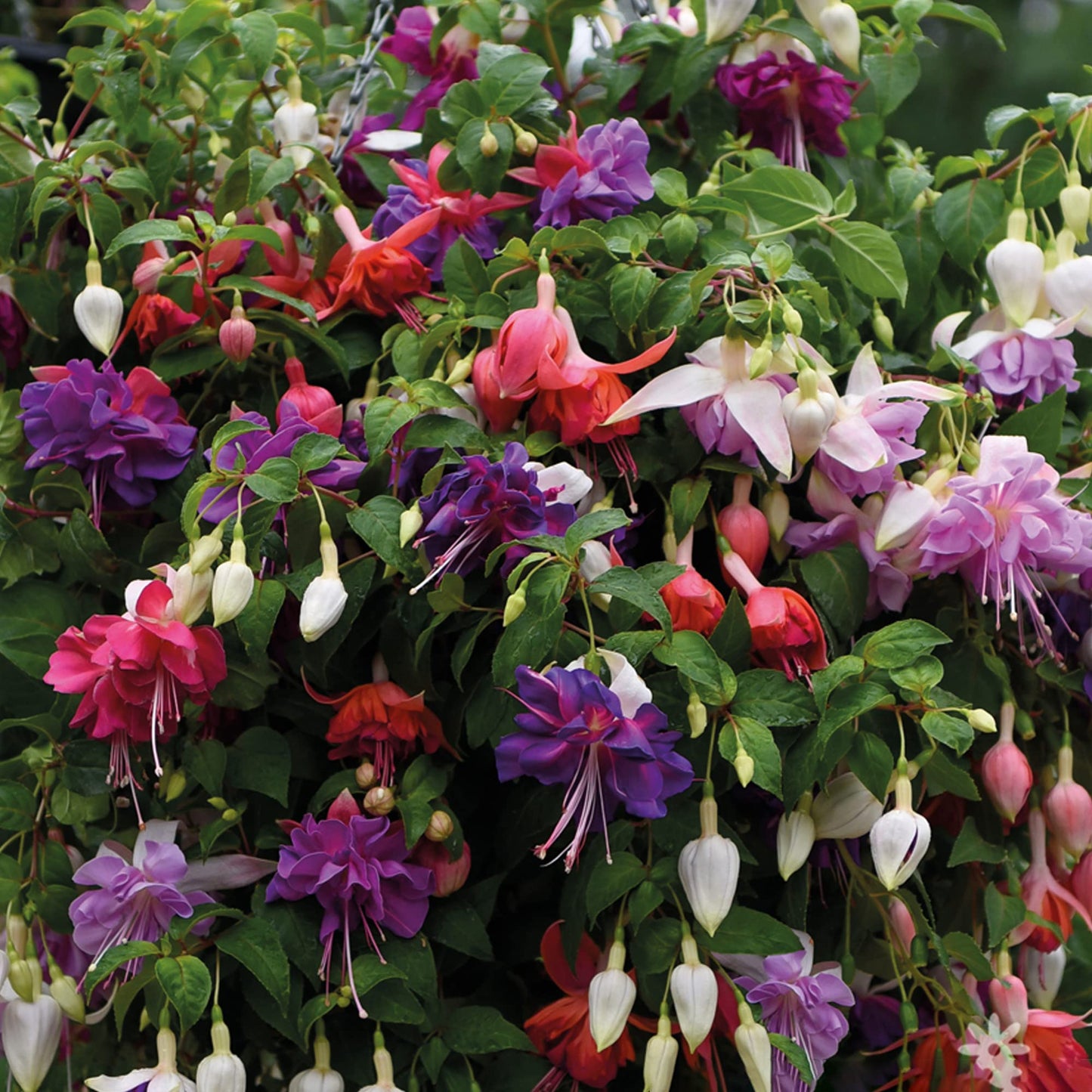 3 Fuchsia Garden Ready Plants Collection | Hardy Outdoor Shrubs in Plant Pots - 9cm Pots
