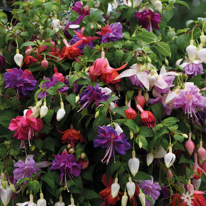 3 Fuchsia Garden Ready Plants Collection | Hardy Outdoor Shrubs in Plant Pots - 9cm Pots
