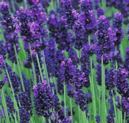 5 Lavender Munstead Plants In 9 Cm Pots