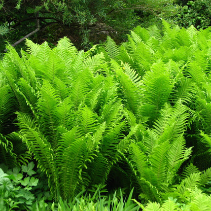 Matteuccia struthiopteris - Shuttlecock Fern - Plant in 10 L Pot