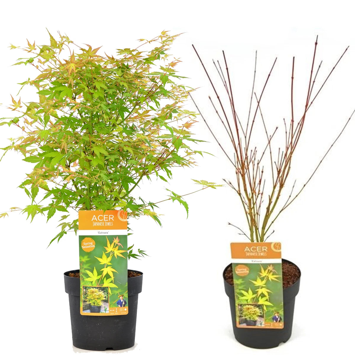 Acer palmatum Katsura - Japanese Maple | 100cm  Outdoor Garden Ready Tree in Pot