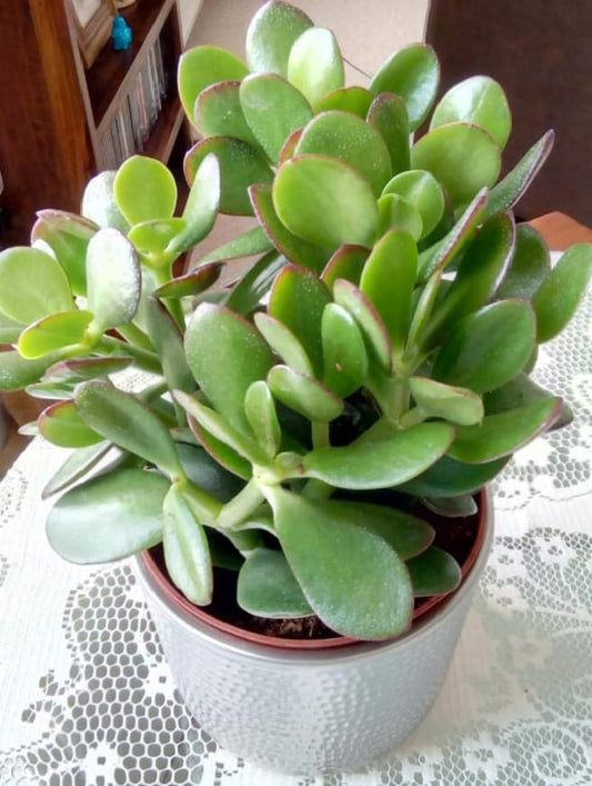 Crassula Ovata - 1 Plant - House / Office Live Indoor Pot Money Penny Tree