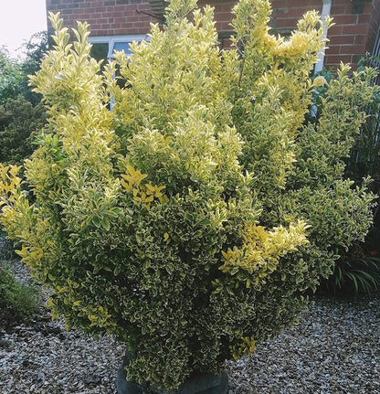 2-3ft Golden Privet garden hedge plants evergreen hedging bare root