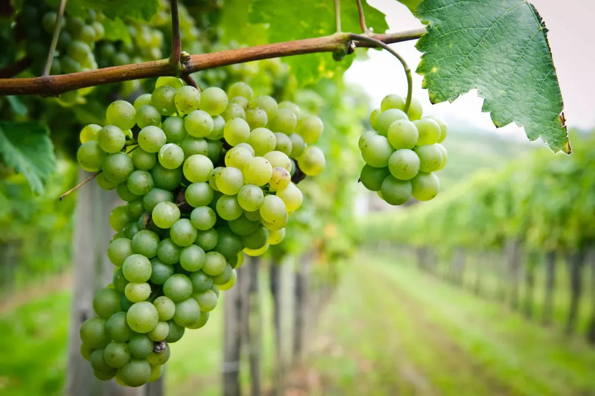3 x Grape Vine Plants Mix - Grapes Like Bianca, Red Suffolk and Boskoop