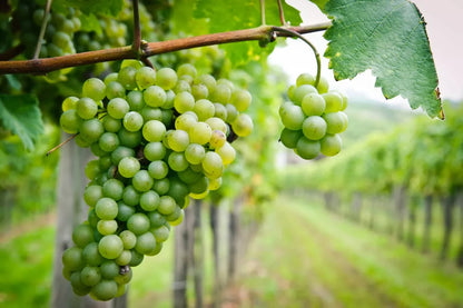 3 x Grape Vine Plants Mix - Grapes Like Bianca, Red Suffolk and Boskoop