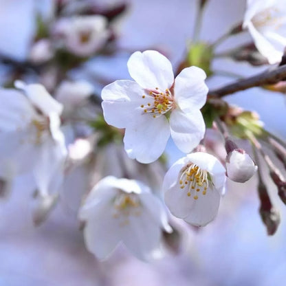 Cherry Tree - Prunus avium 'Stella' - Patio Fruit Tree 2-3ft in 5 Litre Pot