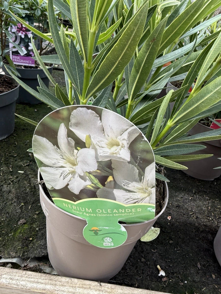 Oleander Plant 3L Pot Mediterranean Flowering Garden Shrub Mix Of Colours