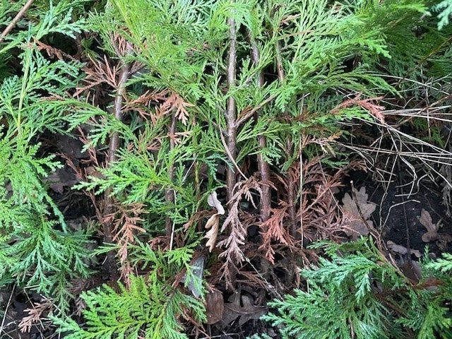 80-100CMS Green Leylandii | Hedging Conifers | GRADE B STOCK | BAREROOTED