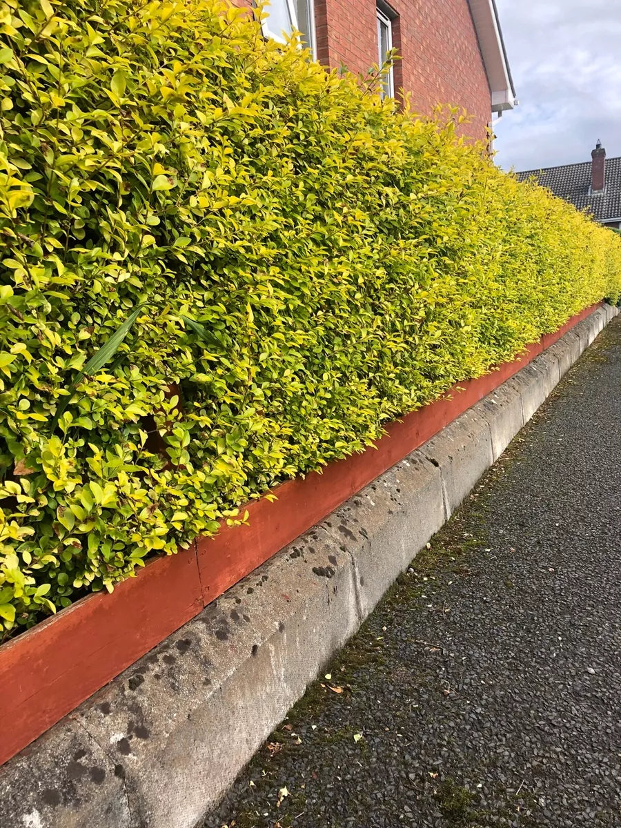 10 Golden Privet Evergreen Hedging Plants Fast Growing Shrubs 30-40cm Potted