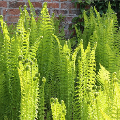 Matteuccia struthiopteris - Shuttlecock Fern - Plant in 10 L Pot