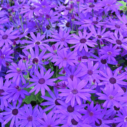 Senetti Deep Blue | Evergreen Perennial Summer Flowering Garden Plant in 2L Pot
