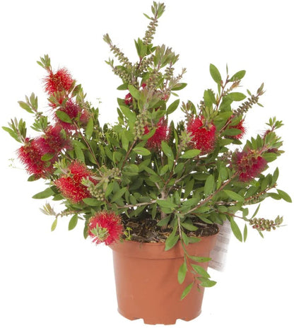 Callistemon Bottlebrush Plant, Established 30cm Tall, 2 Litre Pot,Ready to Plant