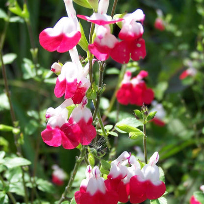 Perfect Plants - Salvia Perennial Plant in a 13cm Pot - Garden Ready to Plant