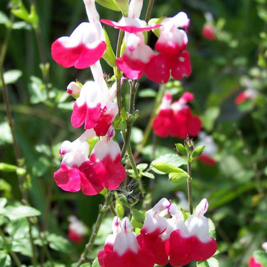 Perfect Plants - Salvia Perennial Plant in a 13cm Pot - Garden Ready to Plant