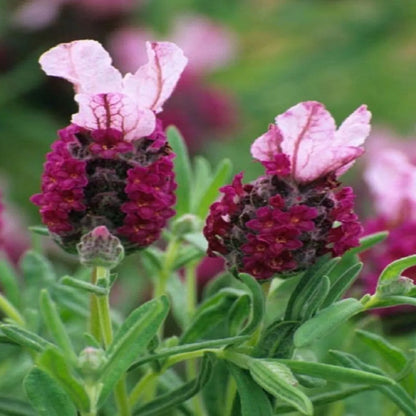 Lavender red plug plants fragrant garden flowers herb perennial shrubs pack of 3