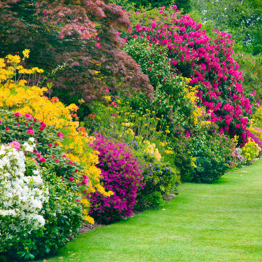 10 x Mixed Established Garden Shrubs in 9cm Pots
