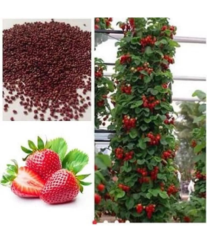 Red Climbing Strawberry Viable Seeds, Garden Pot Creeping Plant, UK Stock