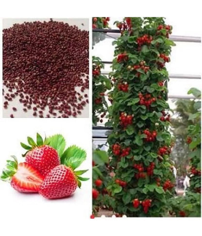 Red Climbing Strawberry Viable Seeds, Garden Pot Creeping Plant, UK Stock