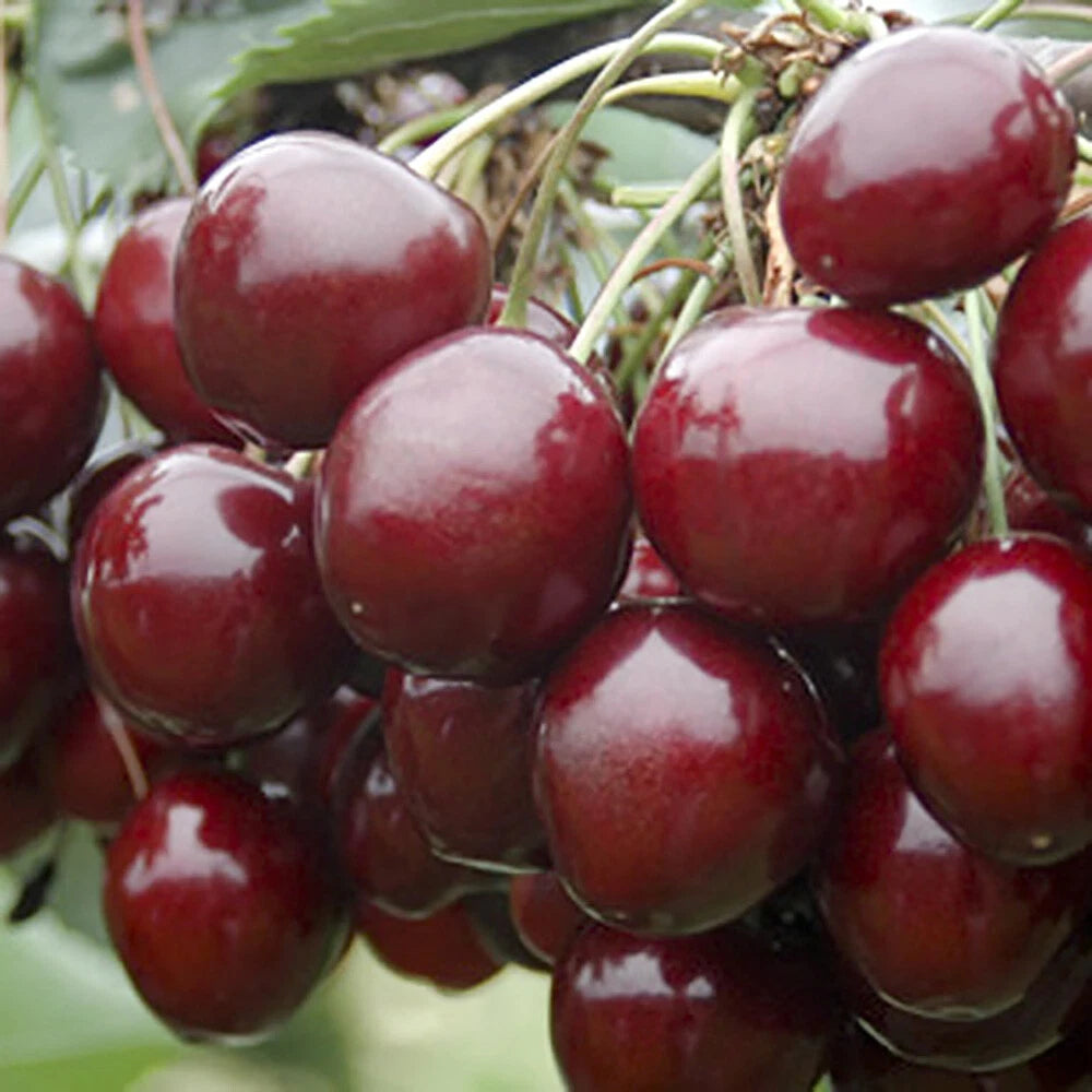Duo Fruit Cherry Tree Two Varieties on Established Tree (5L pot)