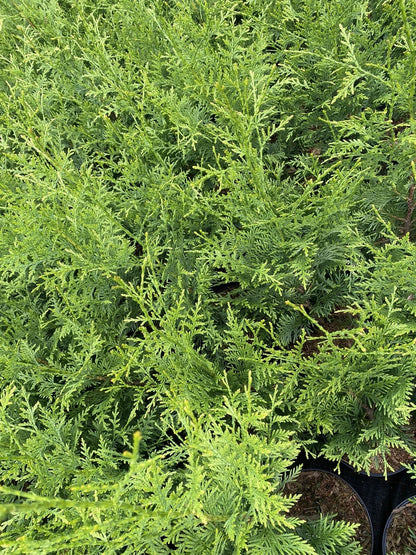 10X CONIFER TREES THUJA PLICATA GELDERLAND HEDGING PLANTS 2 LT POTS 70-90 CM