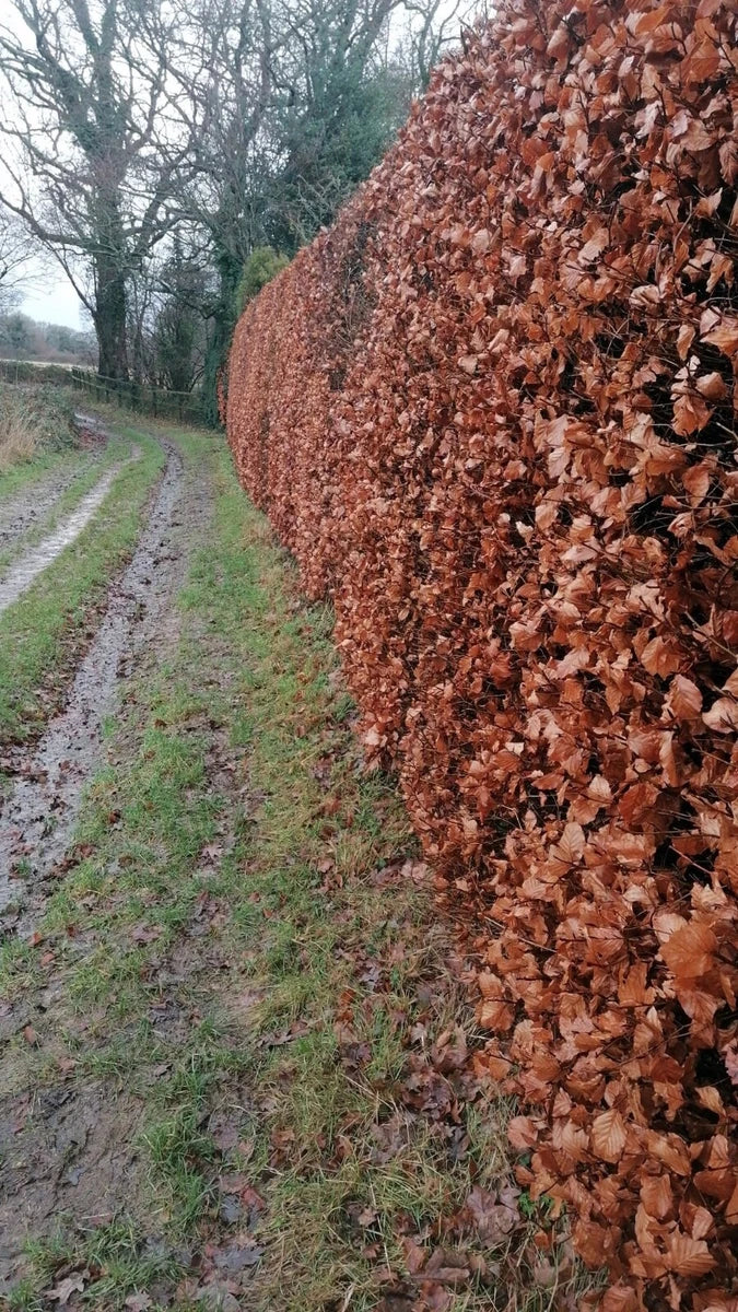 10 x 5ft Green Beech native bare root hedge plants semi-evergreen hedging