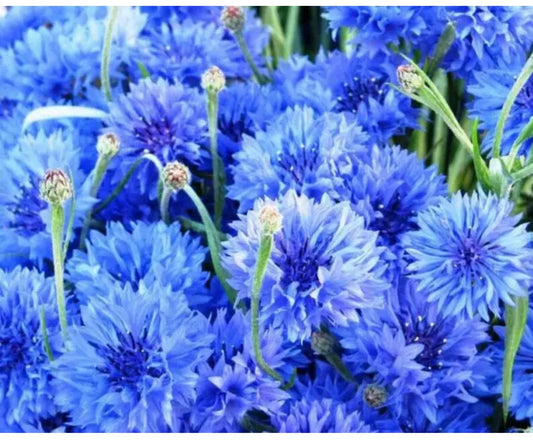 200 x Cornflower Blue Ball seeds.