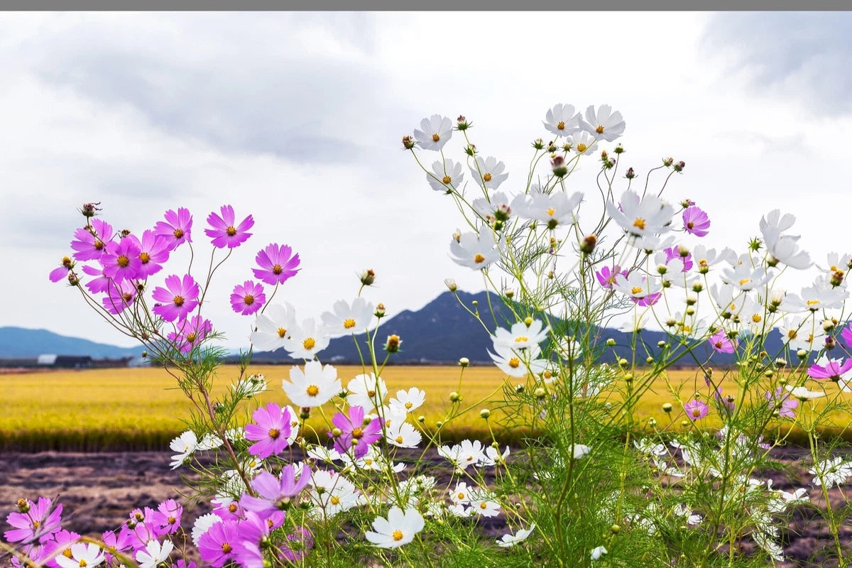 Cosmos Bipinnatus 'Sensation Mixed' Half-Hardy Annual, Superb Colour Wildflower 25g seeds
