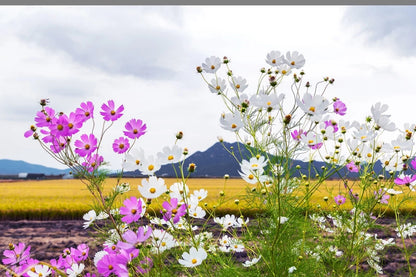 Cosmos Bipinnatus 'Sensation Mixed' Half-Hardy Annual, Superb Colour Wildflower 25g seeds