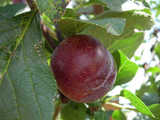 Plum Reine Claude d'Althan 4-5ft Tall in 6L Pot Large Purple Tasty Fruit,Lovely Flowers