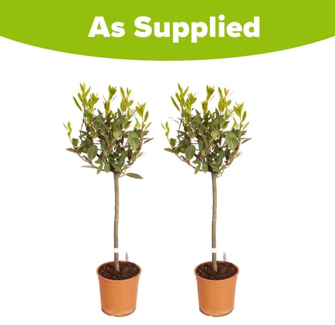 Pair of Bay Tree Standard Trees, 70-80cm Tall