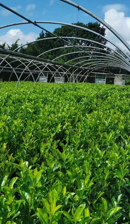 10 Cherry Laurel Hedging 3-4ft Evergreen Plants 2L Pot