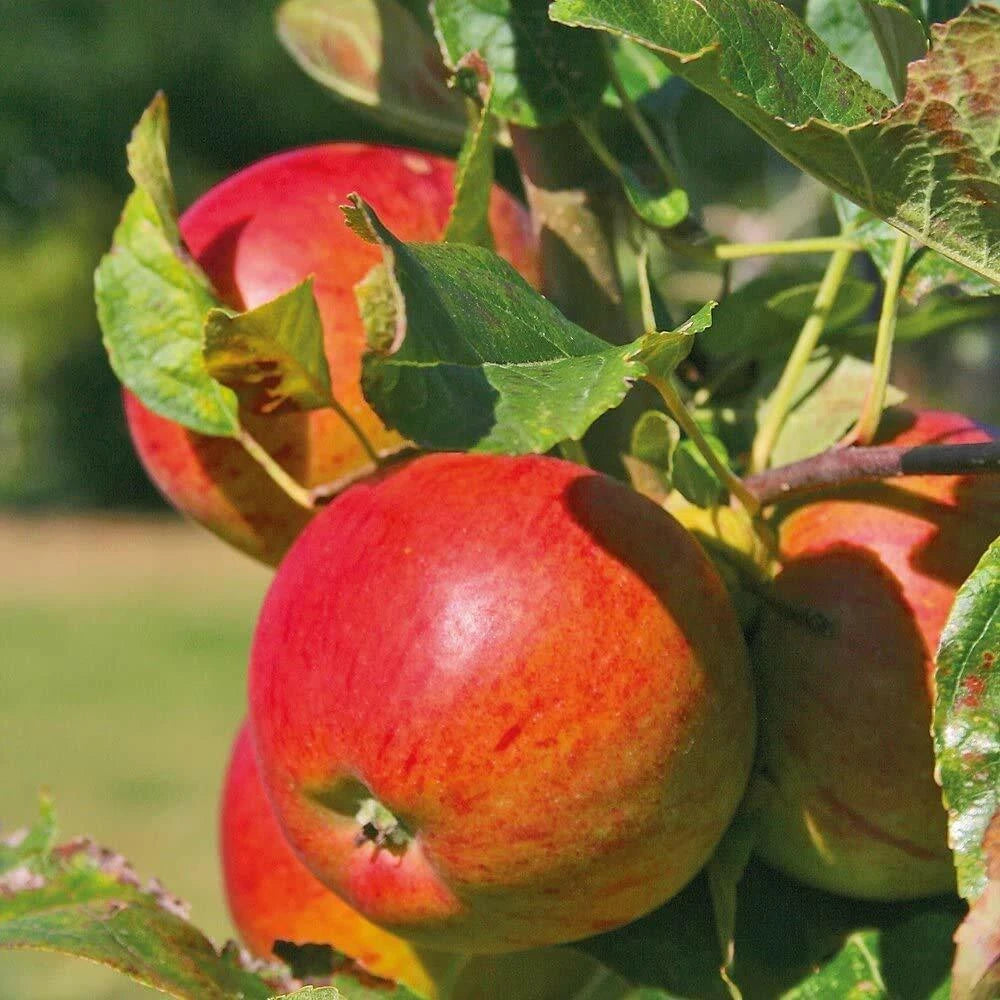 Braeburn Apple Fruit Tree in a 5L Pot Dwarf Rootstock for Patios and Pots