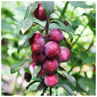 Big Juicy Victoria Plum Tree 4ft Tall In 6L Pot, Ready to Fruit, Self Fertile