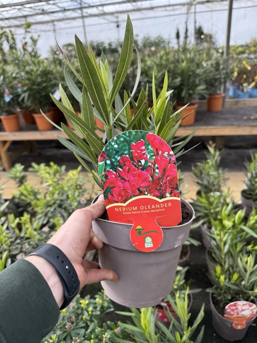 Oleander Plant 3L Pot Mediterranean Flowering Garden Shrub Mix Of Colours