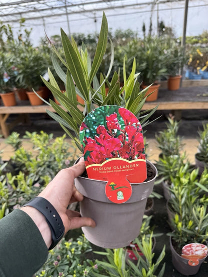 Oleander Plant 3L Pot Mediterranean Flowering Garden Shrub Mix Of Colours