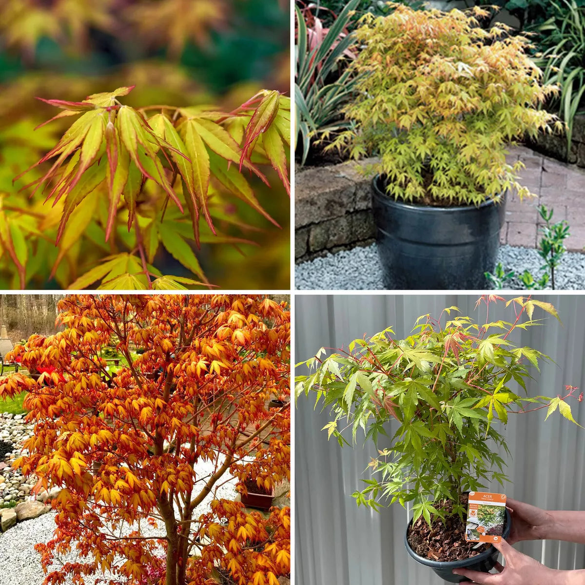 Acer Plant Japanese Maple Palmatum Katsura Garden Tree Shrub 40-50cm