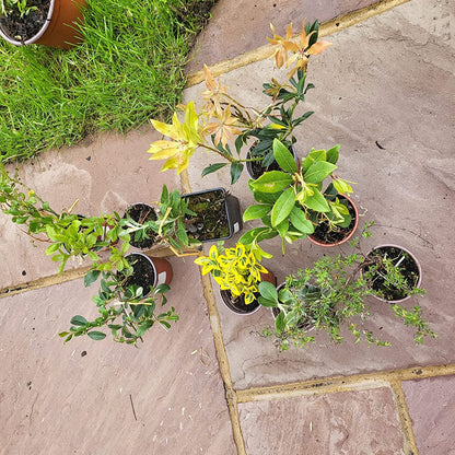 10 x Mixed Established Garden Shrubs in 9cm Pots