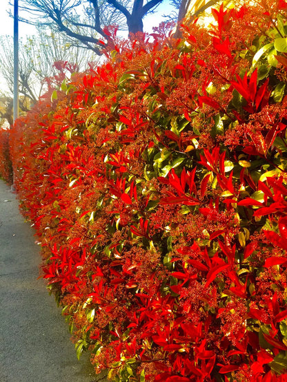 25 Red Robin Hedging Photinia Evergreen Plants Fast Growing 20-40cm Potted