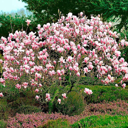 Magnolia Lennei - Spring Flowering Tulip Magnolia 9cm pot Plants Outdoor Garden Ready